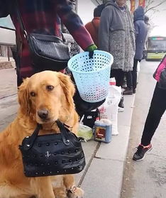 金毛陪主人等公交,小眼神看起来一副好委屈的表情 金毛陪主人等公交,小眼神看起来一副好委屈的表情