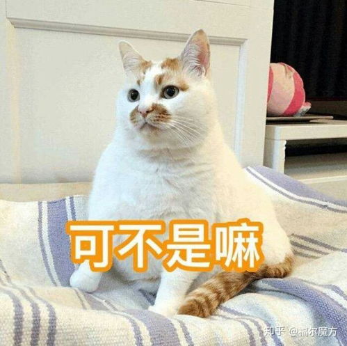  小猫咪表情包生胖气