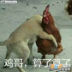 shy哥算了算了表情包狗