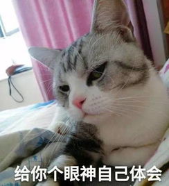  喵喵表情包,斗图的时候肯定不会输,因为对方已经被萌死