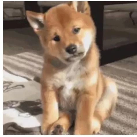丢掉棒棒糖表情包柴犬