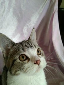  太原短毛猫求购