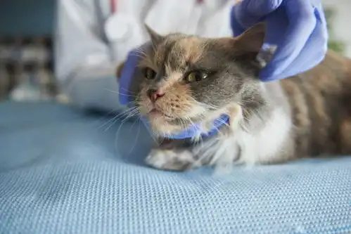  兽医给生病的猫做检查喵咪图片素材小猫猫喵星人可爱猫咪小喵咪图片萌宠萌宠