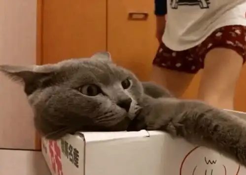 铲屎官人家用小拳拳锤你胸口,猫咪大坏蛋,咬死你 铲屎官人家用小拳拳锤你胸口,猫咪大坏蛋,咬死你