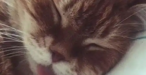 高冷喵星人睡着后,不要命的主人竟然对它做出这种动作 高冷喵星人睡着后,不要命的主人竟然对它做出这种动作