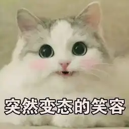 猫咪表情包你是要讲道理,还是要我 猫咪表情包你是要讲道理,还是要我