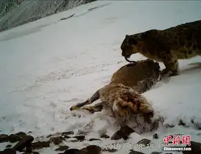 雪豹表情包藏北