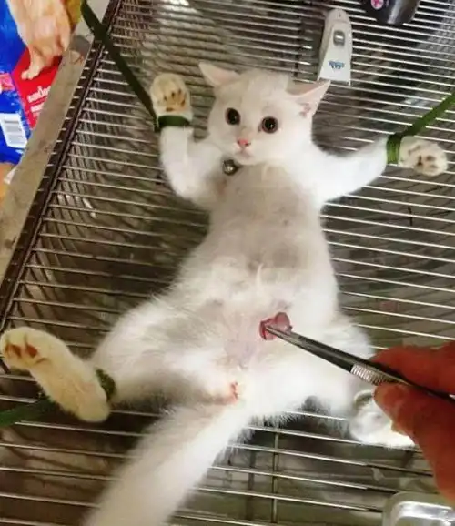 睡了一觉的猫咪彻底变身,看到自己命根子的表情简直让人哭笑不得 睡了一觉的猫咪彻底变身,看到自己命根子的表情简直让人哭笑不得