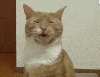  猫咪舔完小菊后吧唧了一下嘴,然后表情生无可念怀疑猫生