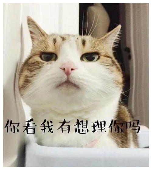  爆笑段子看到你的第一眼,就觉得这辈子如果能追到你,死了都值