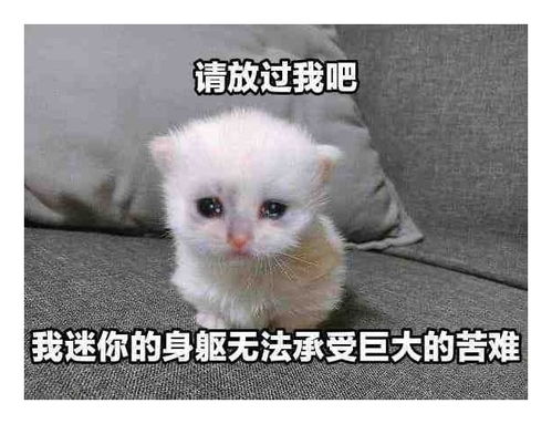  表情包一组有趣的表情包59期