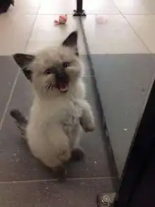  小猫咪饿了找主人讨吃的,这表情有点太凶了吧
