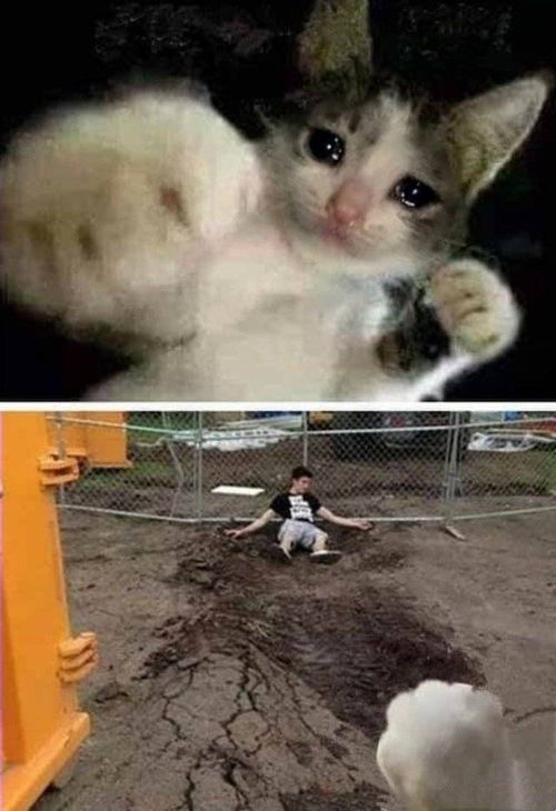  流泪猫猫头表情包最全