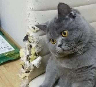  长期这样养英短猫,身体不垮掉才怪