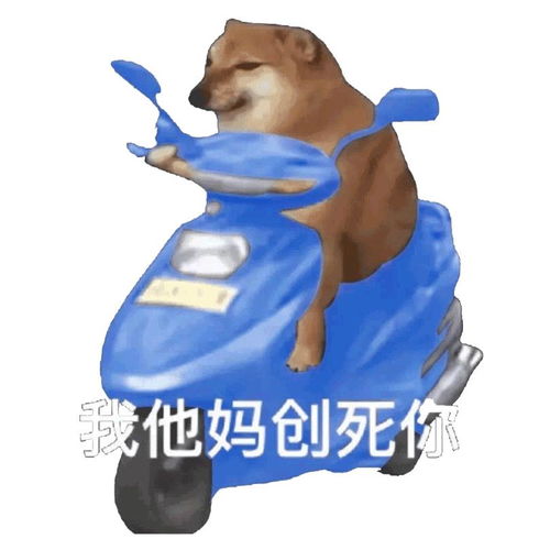  小狗骑车骑摩的柴犬丨我他妈创死你表情包