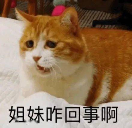  猫咪绝对有坏心思第103期喵表情
