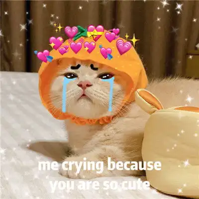 超可爱猫咪表情包英文带字女生最爱的可爱表情包 超可爱猫咪表情包英文带字女生最爱的可爱表情包