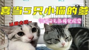  小奶猫被同伴壁咚亲亲,看到主人在拍,立刻害羞得捂脸