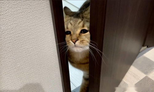  猫咪用脸挤开门表情变忧郁,网友笑喷以为主人掉马桶了...