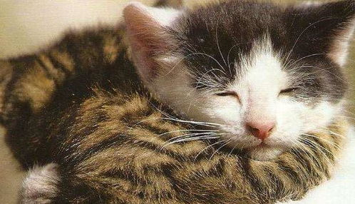  猫咪讨厌主人做的七件事,赶紧记起来,不要再让你的猫咪远离你了