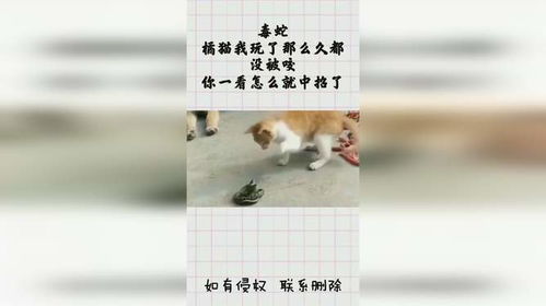 毒蛇橘猫我玩了那么久都没被咬,你一看怎么就中招了