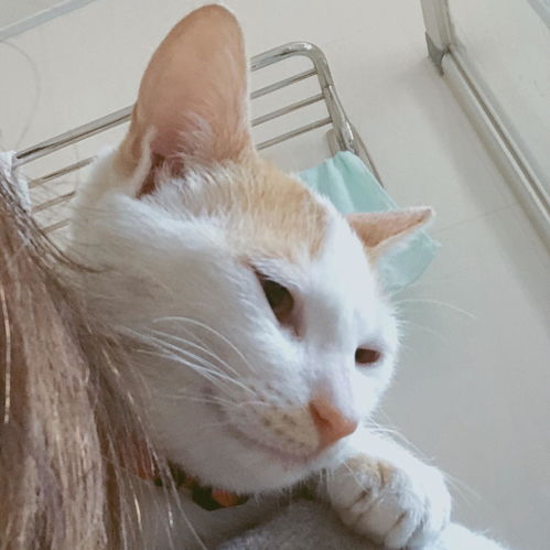  你的猫咪生无可恋的表情是怎样的