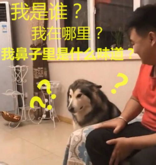  阿拉斯加吸了一口主人的仙气后,那表情引起众网友大笑不已