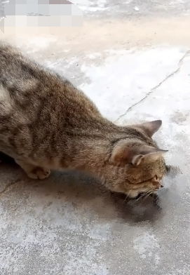  发现猫咪在玩蛇,走近一看蛇还在动就不能给个痛快