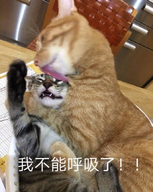  橘猫突如其来的骚,闪了主人的腰,作为一只猫还养宠物,你膨胀啊