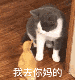 韩美娟表情包原图gif