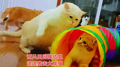  两只田园猫结成同盟,连连袭击大胖猫,大胖猫的小宇宙爆发了
