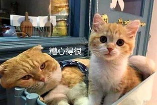  橘猫生下一窝崽,唯独不待见这一只,主人的答复扎心了