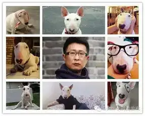 林永健牛头梗表情包衣见