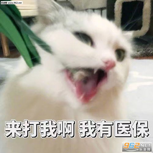  来打我啊我有医保表情包图片确认过眼神表情包下载乐游网游戏下载