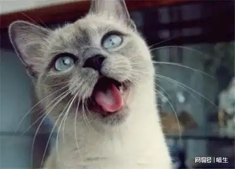 略略略你家小猫咪爱吐舌头吗 略略略你家小猫咪爱吐舌头吗