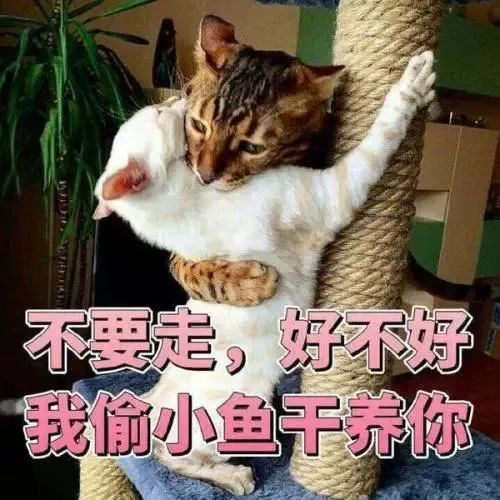  养猫就像带娃,终于体会到为人父母的不易