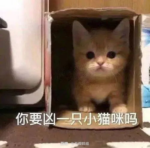 安全落地表情包小猫咪