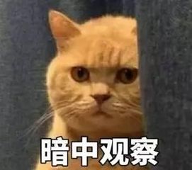  你家的安全问题全靠它了