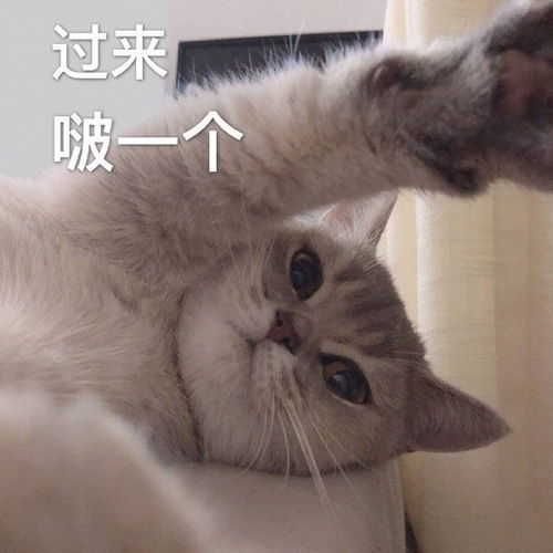 打个啵表情包