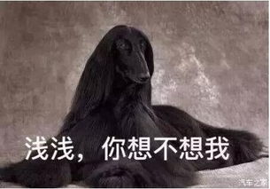  三生三世今天不谈桃花就聊它奔腾x40_瑞源汽车服务新闻资讯-汽车之家