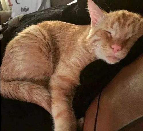  流浪猫身受重伤无人收养,本要被安乐死,却用一个表情打动了护士