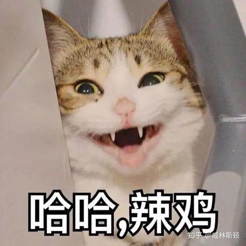  请留下一样你们引以为傲的表情包