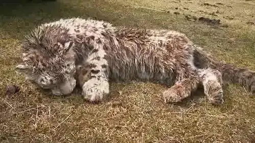 西宁野生动物园救助雪豹凌夏离开了妈妈,不能独立生存 西宁野生动物园救助雪豹凌夏离开了妈妈,不能独立生存