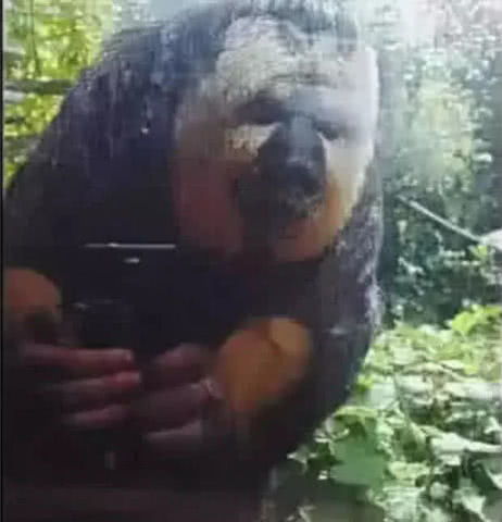  表情让人产生幻觉的错觉图片,会玩手机的猩猩,图三手机倒过来看表情