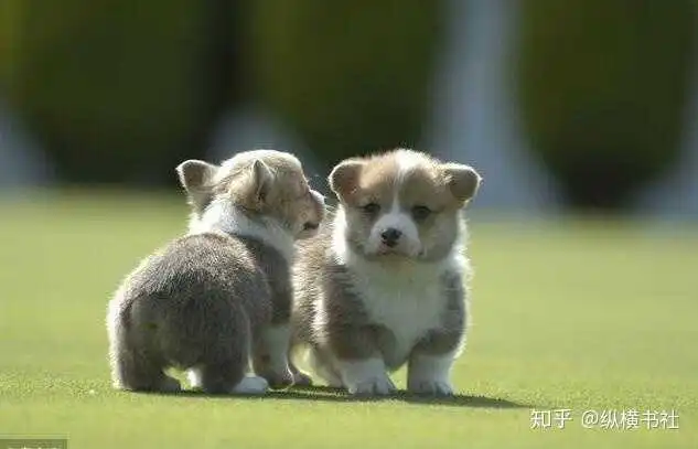 表情一张百万契约她成为代孕妈咪成功产下一对双胞胎她偷偷带走一个...表情 表情一张百万契约她成为代孕妈咪成功产下一对双胞胎她偷偷带走一个...表情