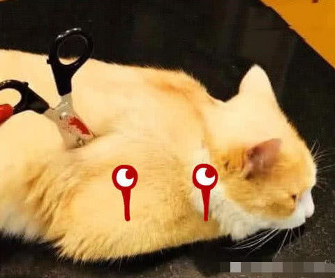  橘猫被主人恶搞,身上插道具剪刀猫咪表情亮了,网友大橘为重