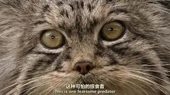 颜丑还要互相伤害表情包界的宿命之战 颜丑还要互相伤害表情包界的宿命之战