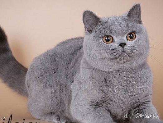  带你领略猫的世界2英国短毛猫