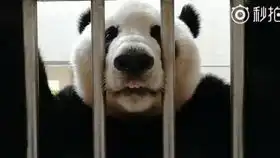 见到雪的食铁兽 见到雪的食铁兽