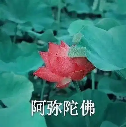 莲花看开了表情包